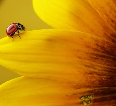 A red ladybug crawling on a yellow flower petal.