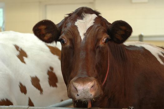 Cow at the local zoo in Illinois.