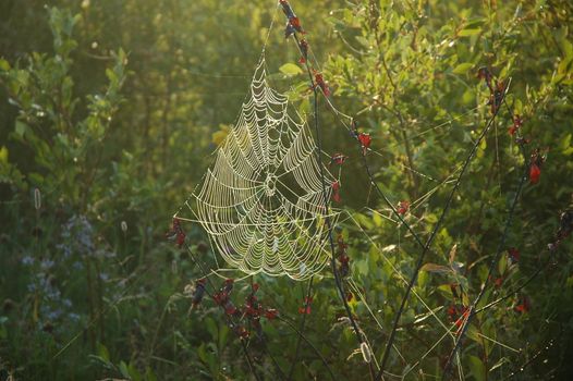 Spider web illuminated by the early morning sun                                