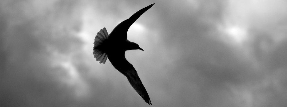 A bird flying through the sky, spreading its wings.