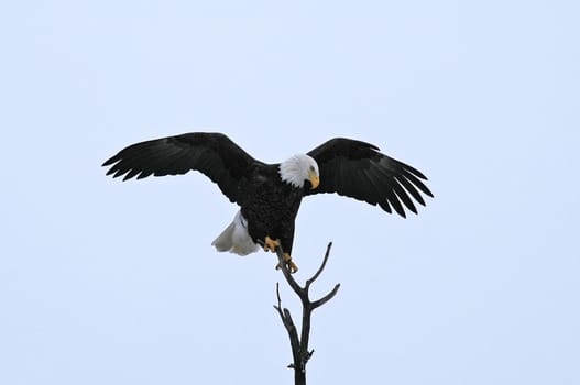 Bald eagle landing on top branch of tree