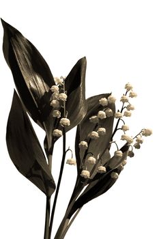 Lily of the valley at the white background. Isolated. Sepia ton