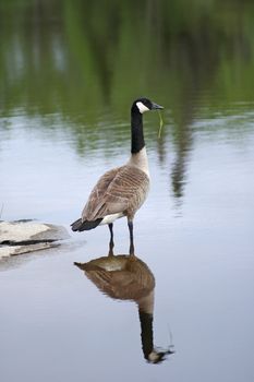 Canada goose standing in shallow awter