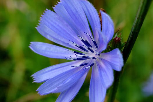 Gorgeous macro of a flower.