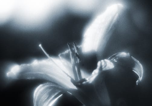 An image of a flower lilia in misty black-and-whight style