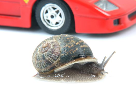 comon garden snail and sports car background isolated humor concepts