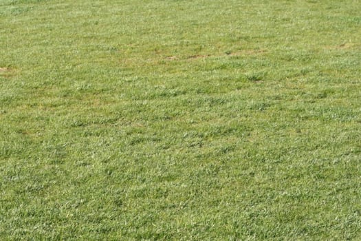 green grass background texture from soccer stadium