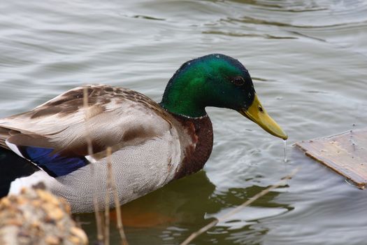 Close-up shot of a male mallard duck with dripping-wet beak at a lake.