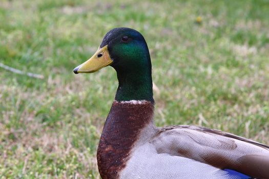 Close-up shot of a male mallard duck at a yard outdoors.