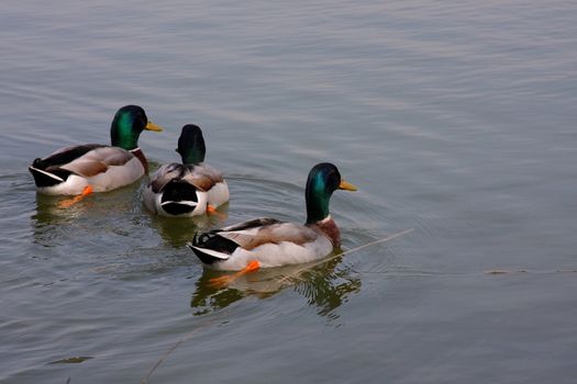 Trio of male mallard ducks swimming on a lake.