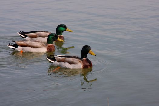 Trio of male mallard ducks swimming on a lake.