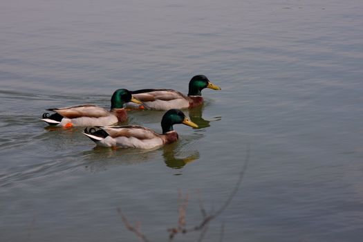 Trio of male mallard ducks swimming on a lake.