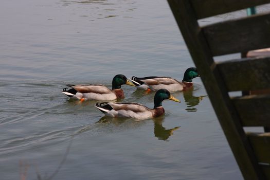 Trio of male mallard ducks swimming on a lake.