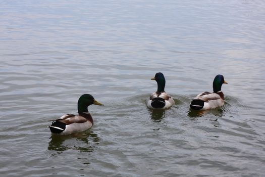 Trio of male mallard ducks swimming on a lake.