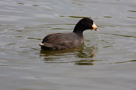 American Coot eating on a lake outdoors.