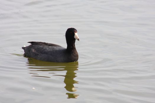 American Coot swimming on a lake outdoors