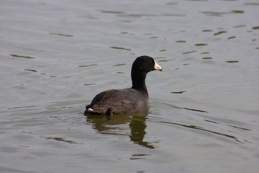 American Coot swimming on a lake outdoors