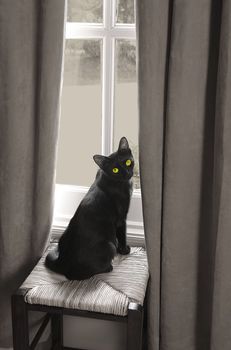 Black cat with green eyes in front of window