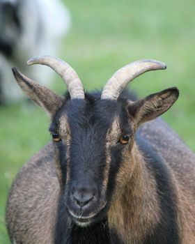 Portrait of a black and brown goat with two beautiful horns