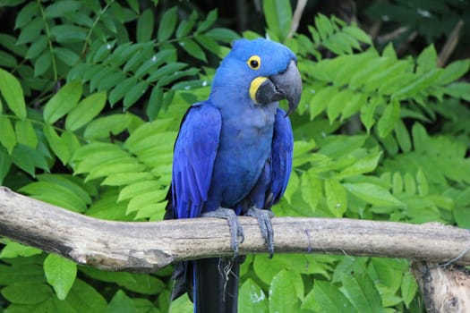 Hyacinthe macaw standing on a branch in a tropical plants background