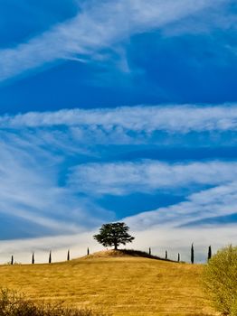 Lonely tree in Tuscan field with a blue sky background