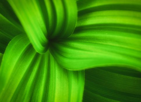 Green big leaves with curvy lines