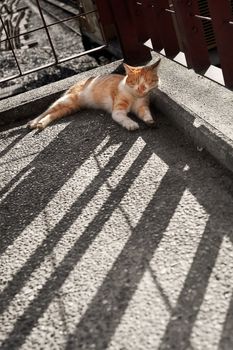 Cat sleep in outdoor with beautiful shadow of buildings.