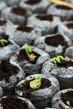 Organically grown peas and vegetables growing in biodegradable peat pots. Extreme shallow DOF.