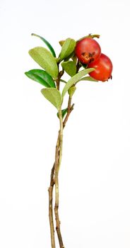 Late cowberry. Branch of red cowberries isolated on white background