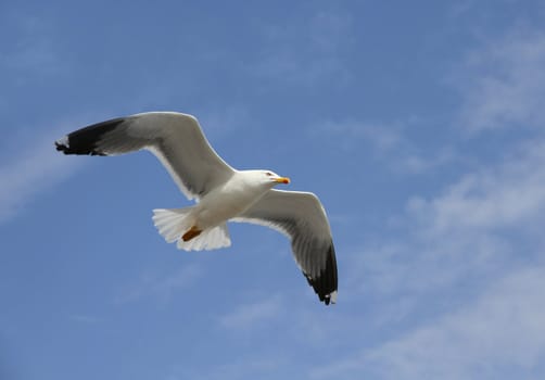 flying herring gull on a blue sky background