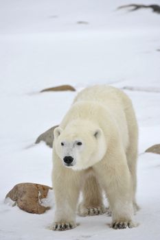Polar Bear Portrait with stones on the snow.