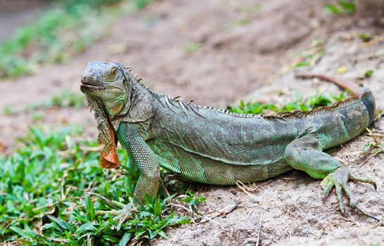 Green iguana in the garden