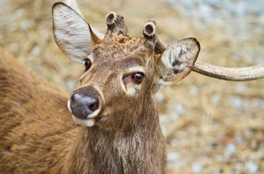 Close up white tail deer