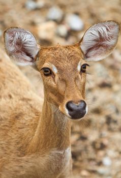 Close up white tail doe