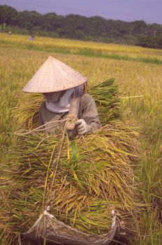 Rice fields are often flooded even during harvest. It must then carry the sheaves of rice on the road where the nearest road. The machine harvesting waiting on the mainland.