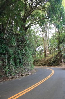 roadway through a tropical rainforest