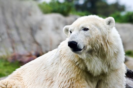 Polarbear - Ursus maritimus - looking backward