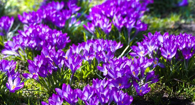 Blooming groups of purple spring crocus in March