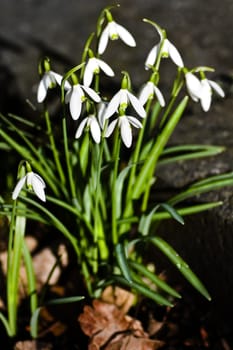 First blooming snowdrops in Februari sunshine - shallow dof 