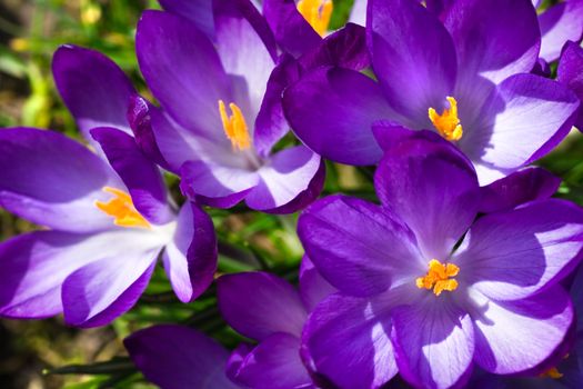 Blooming purple crocus in sunshine in spring