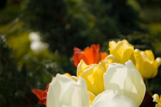 A bunch of colourful tulips on green background