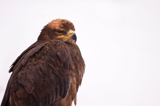 Eagle in the snow silhouette