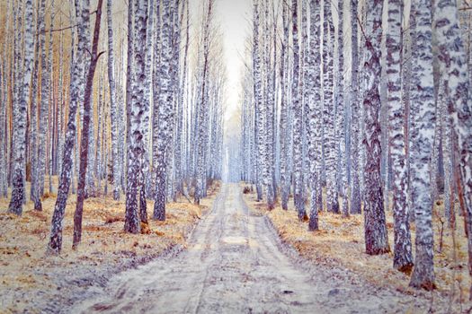 Birch forest in yellow tonation