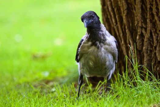 Curiously looking crow standing in the grass next to a tree