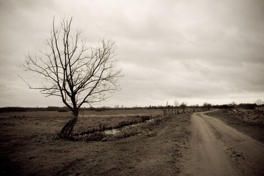 A perspective of a country road with a lonely tree in Biebrza National Park in Poland