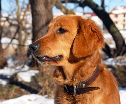 orange young golden retriever dog portrait in winter
