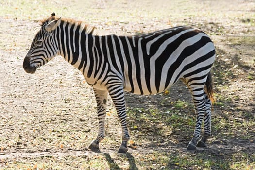 Zebra - Equus quagga - standing on field in sunshine