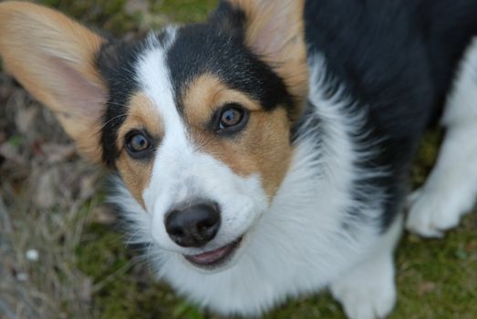 a happy dog