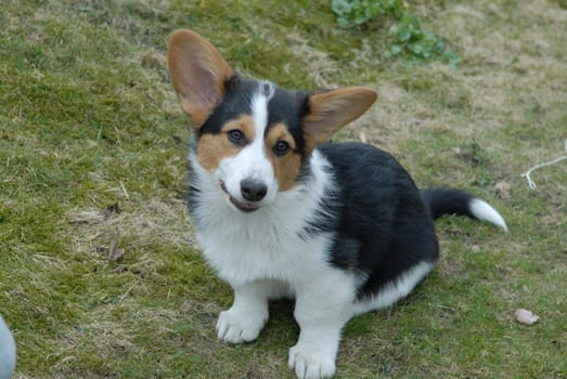 a happy dog