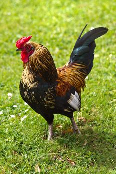 Cock walking on field of grass in summer - vertical